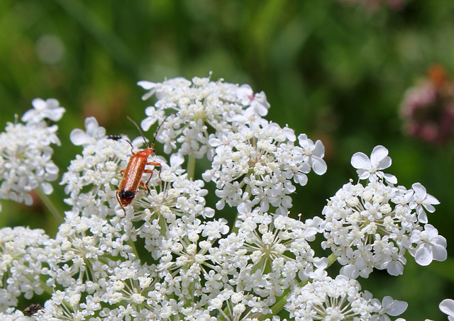 Rhagonycha fulva