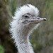 20110416 1048RAw [D~LIP] Nandu