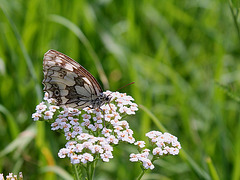 demi-deuil- Melanargia galathea)