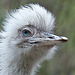 20110416 1049RAw [D~LIP] Nandu