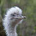 20110416 1050RAw [D~LIP] Nandu