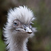 20110416 1051RAw [D~LIP] Nandu
