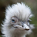 20110416 1052RAw [D~LIP] Nandu
