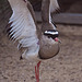 20110416 1057RAw [D~LIP] Kronenkiebitz