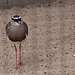 20110416 1059RAw [D~LIP] Kronenkiebitz