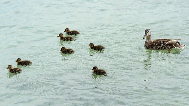 La famille Colvert