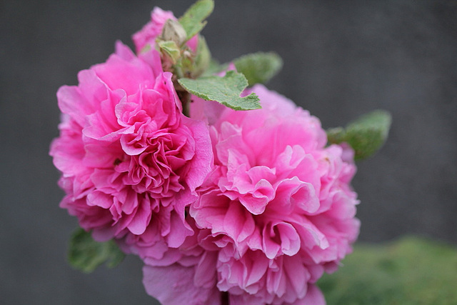 Althaea rosea -Rose trémière