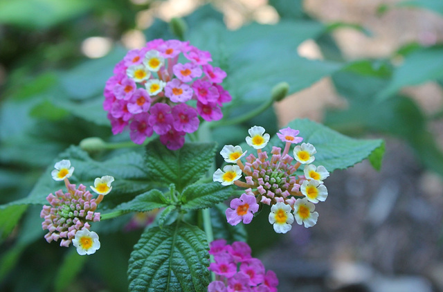 Lantana