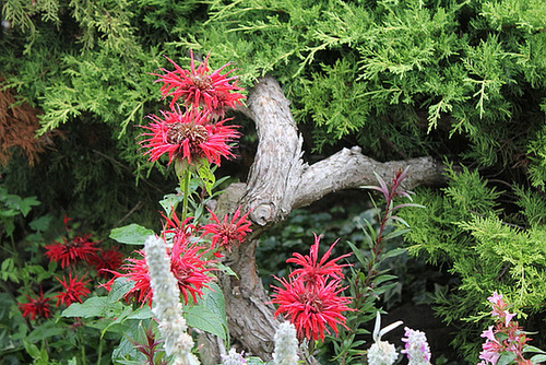 Monarda didyma 2