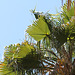 Washingtonia robusta