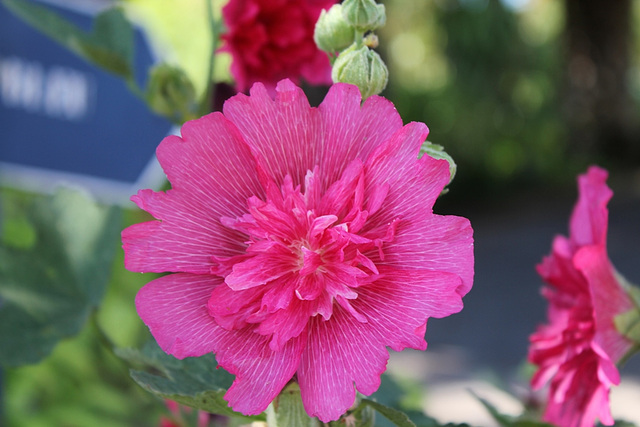 Alcea