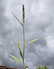 Sétaire verticillata var. verticillata