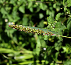 Sétaria verticillata