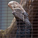 20110416 1062RAw [D~LIP] Silberwangen-Hornvogel (Bycanistes brevis), Vogelpark Detmold-Heiligenkirchen