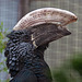 20110416 1063RAw [D~LIP] Silberwangen-Hornvogel (Bycanistes brevis), Vogelpark Detmold-Heiligenkirchen