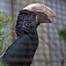 20110416 1065RAw [D~LIP] Silberwangen-Hornvogel (Bycanistes brevis), Vogelpark Detmold-Heiligenkirchen