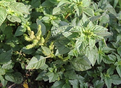 Amarante- Amaranthus retroflexus