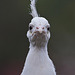 20110416 1068RAw [D~LIP] Pfau
