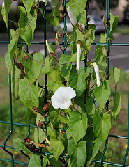 Calystegia sepium