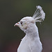 20110416 1069RAw [D~LIP] Pfau