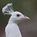 20110416 1070RAw [D~LIP] Pfau