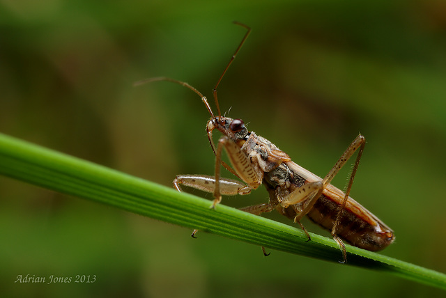 Nabis rugosus (Common Damsel Bug)