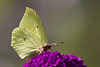 20110728 6381RTw [D~LIP] Zitronenfalter, Bad Salzuflen