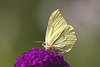 20110728 6370RTw [D~LIP] Zitronenfalter, Bad Salzuflen
