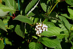 Cornus alba 3