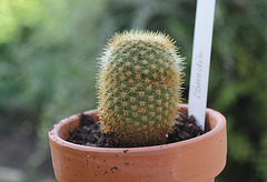 Notocactus sucineus