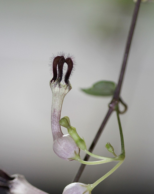 Ceropegia linearis ssp woodii