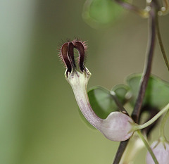 Ceropegia linearis ssp woodii