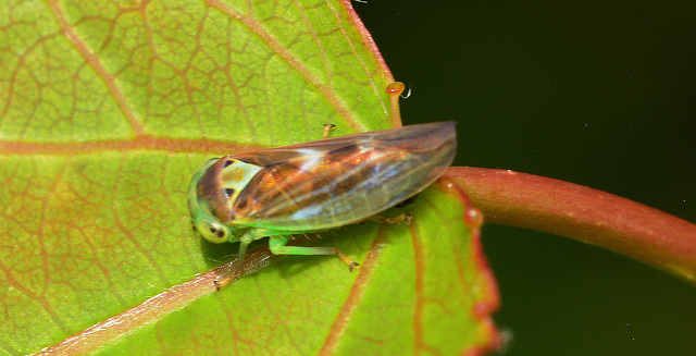 Leafhopper