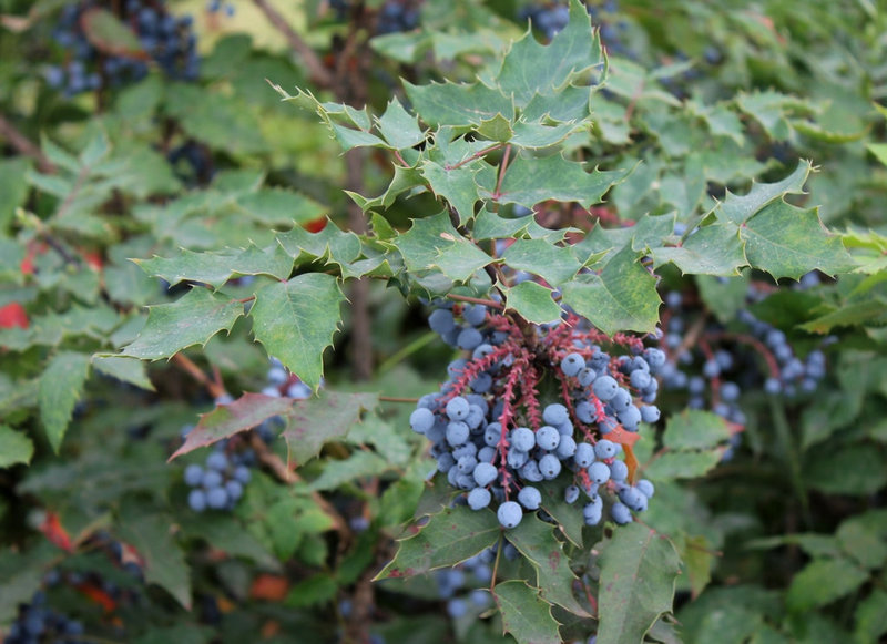 Mahonia aquifolium