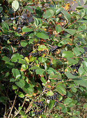 Aronia melanocarpa Aronia melanocarpa