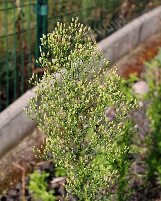 Conyza canadensis