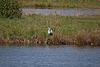 20110424 1299RTw [D-PB] Graureiher, Stockente