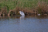 20110424 1297RTw [D-PB] Graureiher, Stockente, Delbrück