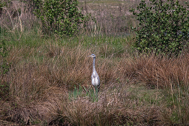 20110424 1296RTw [D-PB] Graureiher