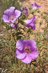 Alyogyne sp. Great Victoria Desert (D.J.Edinger 6212), PJL 2800