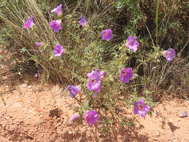 Alyogyne sp. Great Victoria Desert (D.J.Edinger 6212), PJL 2800