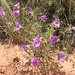 Alyogyne sp. Great Victoria Desert (D.J.Edinger 6212), PJL 2800