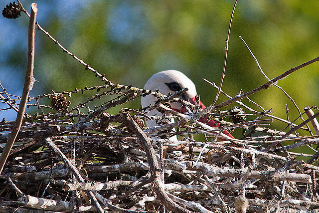 20110508 2127RTfw Weißstorch [Lügde-Elbrinxen]