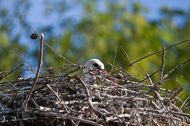 20110508 2126RTfw Weißstorch [Lügde-Elbrinxen]