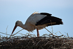 20110508 2125RTfw Weißstorch [Lügde-Elbrinxen]