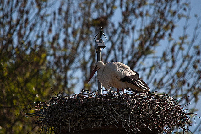 20110508 2118RTfw Weißstorch [Lügde-Elbrinxen]