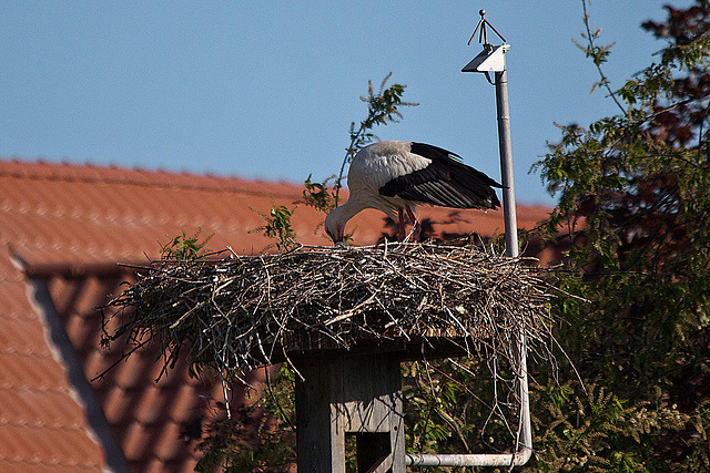 20110508 2115RTfw Weißstorch [Lügde-Elbrinxen]