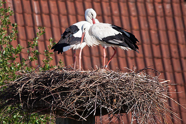 20110508 2113RTfw Weißstorch [Lügde-Elbrinxen]