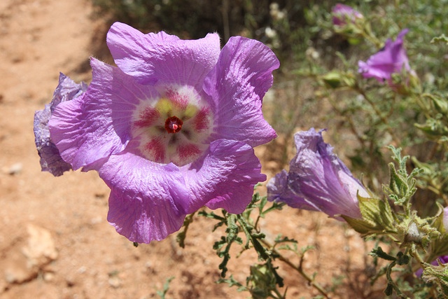 Alyogyne sp. Great Victoria Desert (D.J.Edinger 6212), PJL 2800