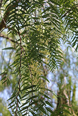 Schinus molle en fleurs